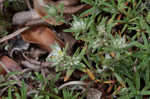 Silver nailwort